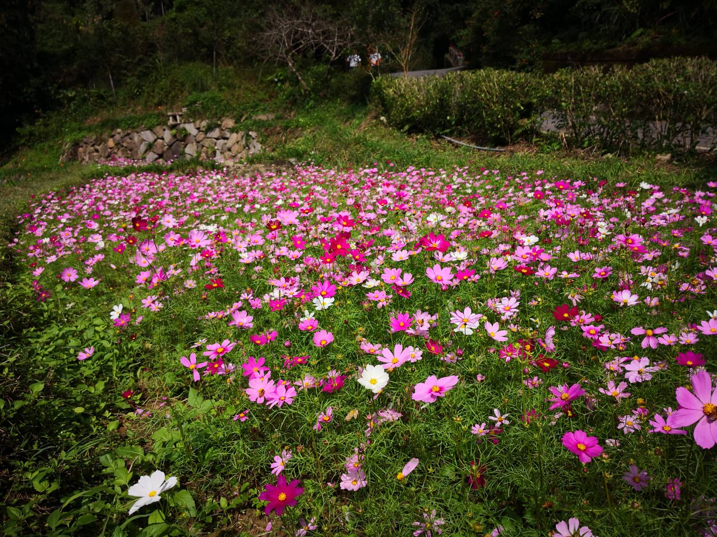 賞花期間限定     生態新景點     漫遊銀河社區賞波斯菊花海