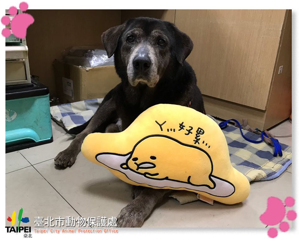 春節期間臺北市動物之家暫停開放