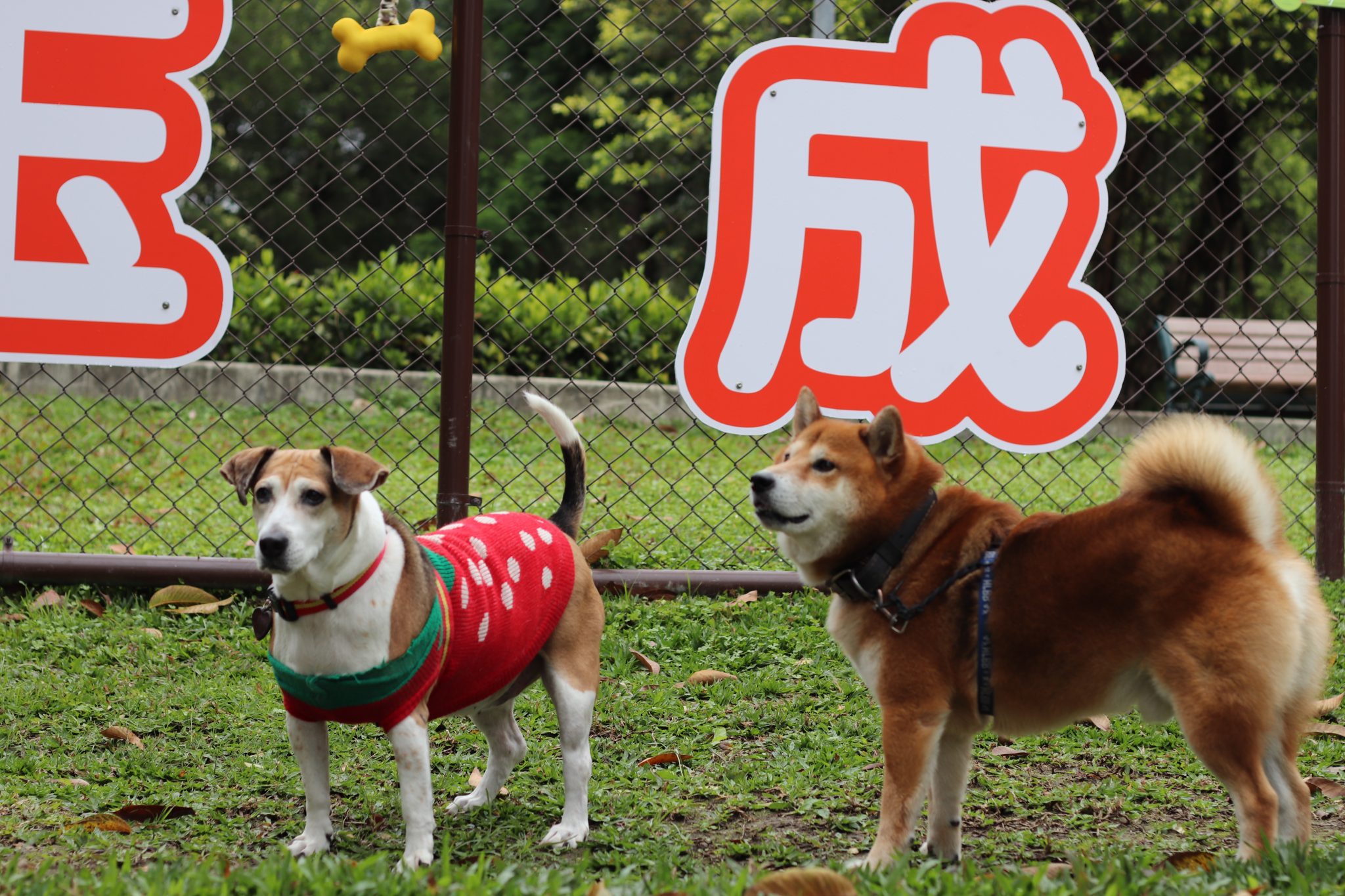 臺北第7座狗狗專屬運動空間    玉成公園狗活動區今啟用