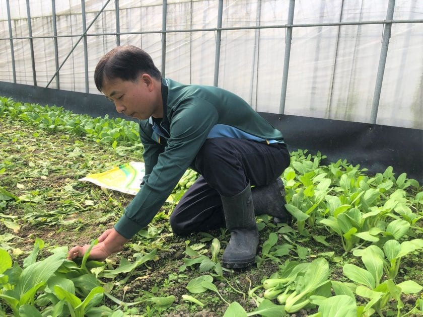 米力農場有機典範   螢火蟲守護的有機蔬菜
