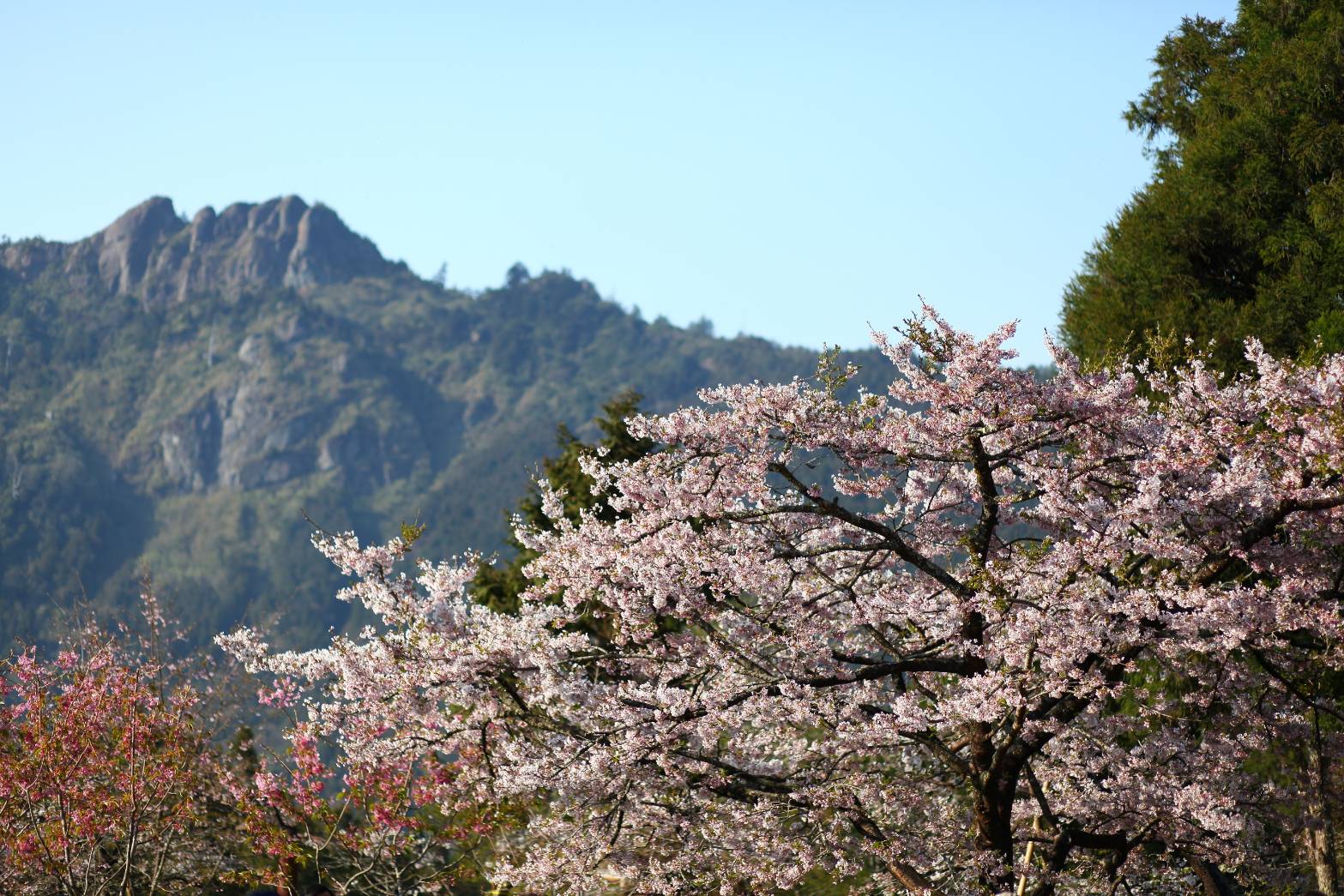 阿里山花季3月10日開跑   國定例假日實施交通管制