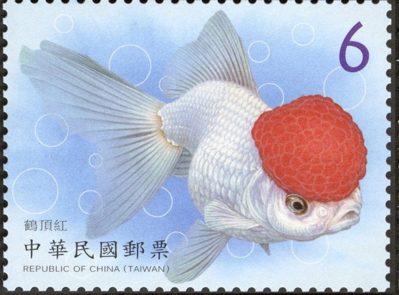 中華郵政發行新郵票   觀賞水族生物郵票金魚將上市
