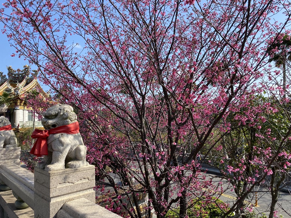 二二八連假好去處   竹林山觀音寺祈福兼賞櫻