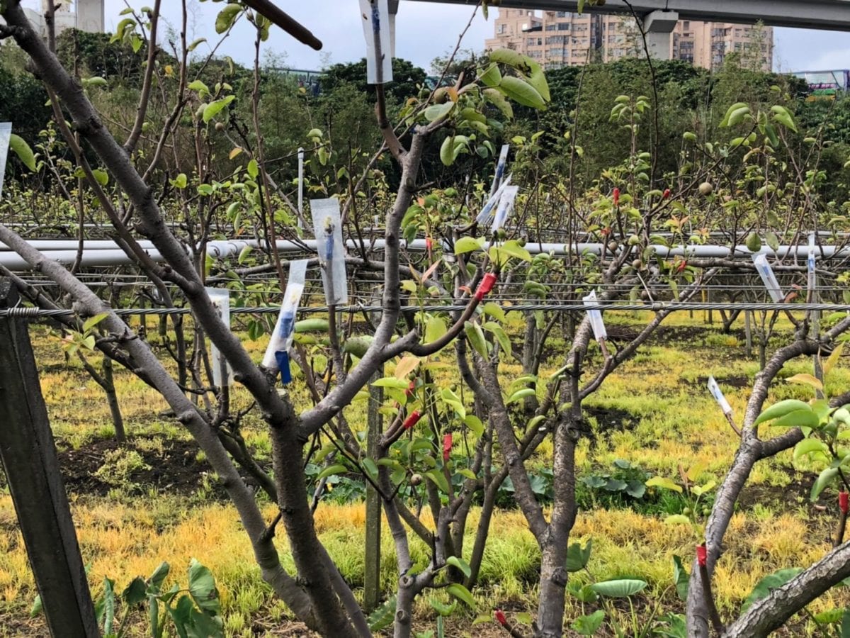 公告新北高接梨穗農損現金救助   3月2日前公所申請