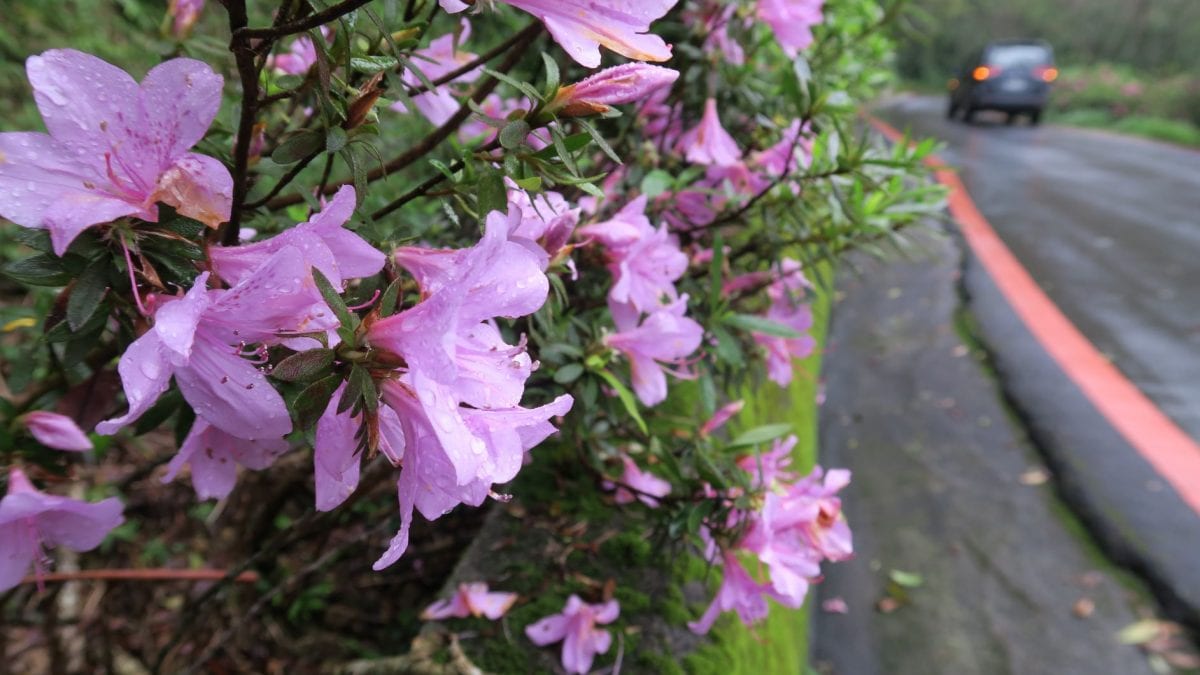 春暖花開賞烏來杜鵑  農業局復育見效