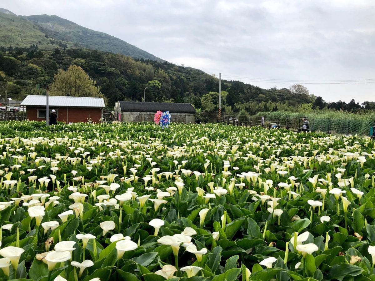 走一趟竹子湖小旅行  享農村生活呼新鮮空氣