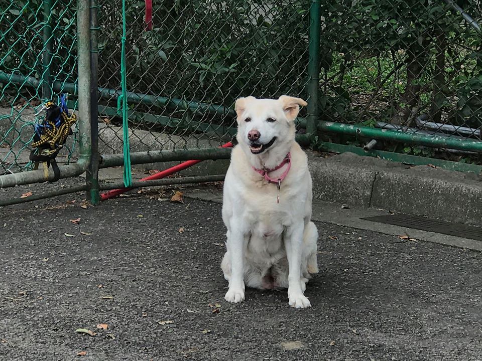認養寵物保險2.0升級版   銀齡犬貓也納保