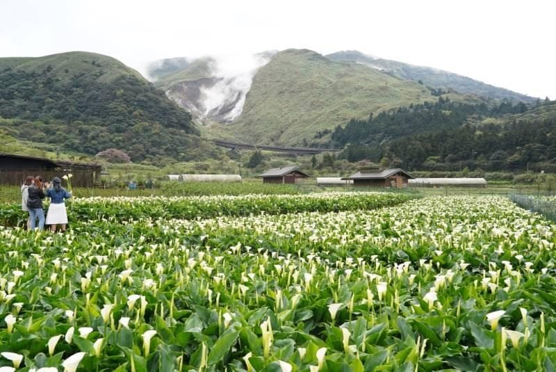 2020年竹子湖海芋季  「芋望塵事」邀您芋見日常小確幸