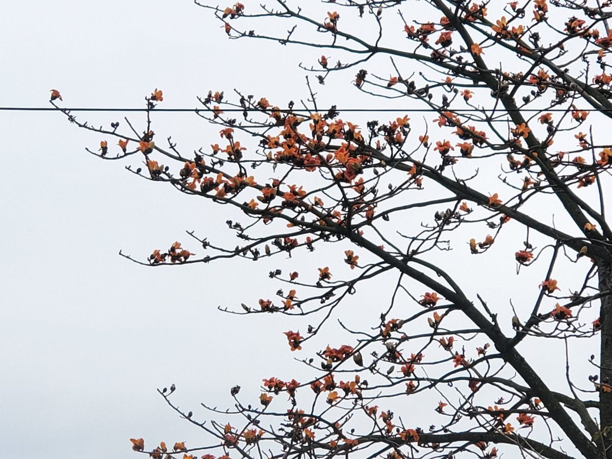火紅木棉道盛開展現   浪漫街景處處可見