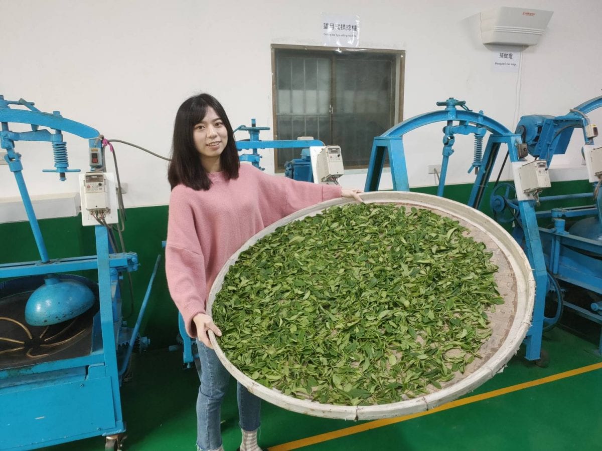 8年級青農黃渝婷返鄉做好茶   將茶文化帶入生活