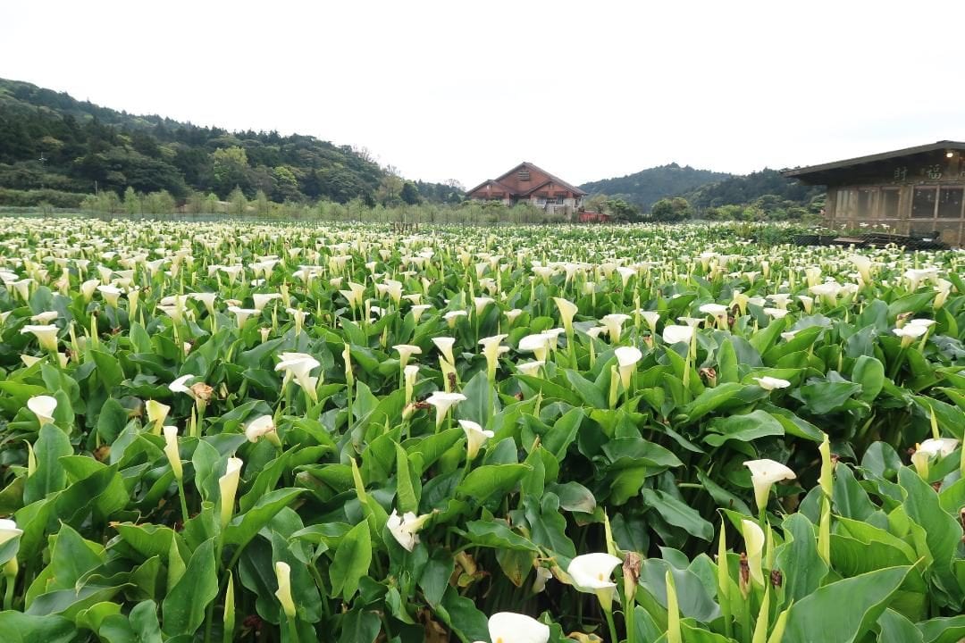 本周台北花博農民市集~倘佯在純白海芋與蔬果的饗宴