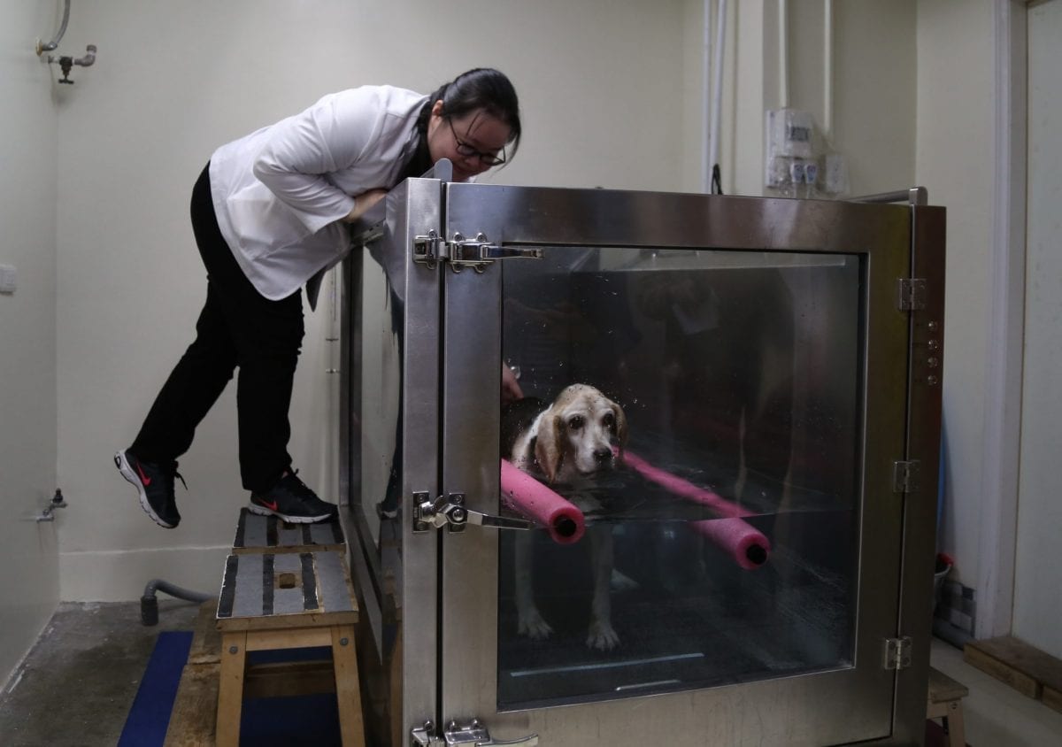 臺北市首創動物分級照護制度   動物安養機構全面升級
