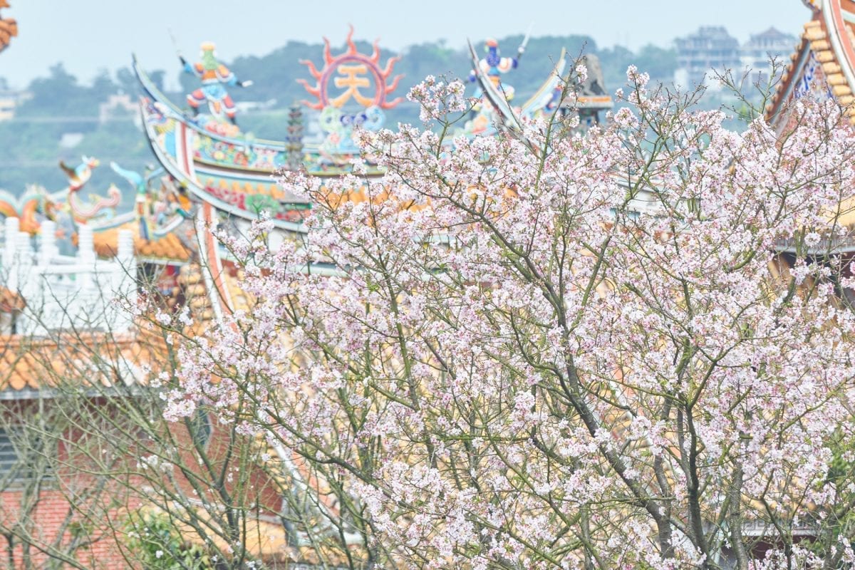 賞花不忘防疫  新北線上及時花況  在家也享賞櫻趣