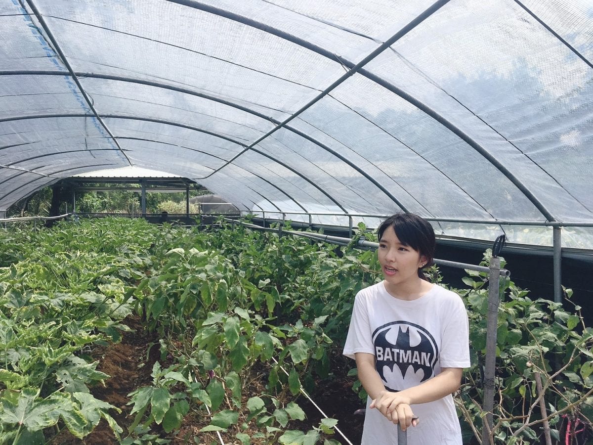 新北青農女力向前行  優質農產品開創一片天
