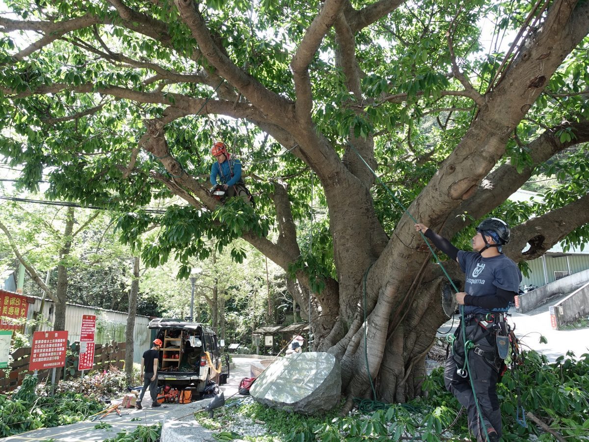百年老雀榕大瘦身  保養祕訣大公開