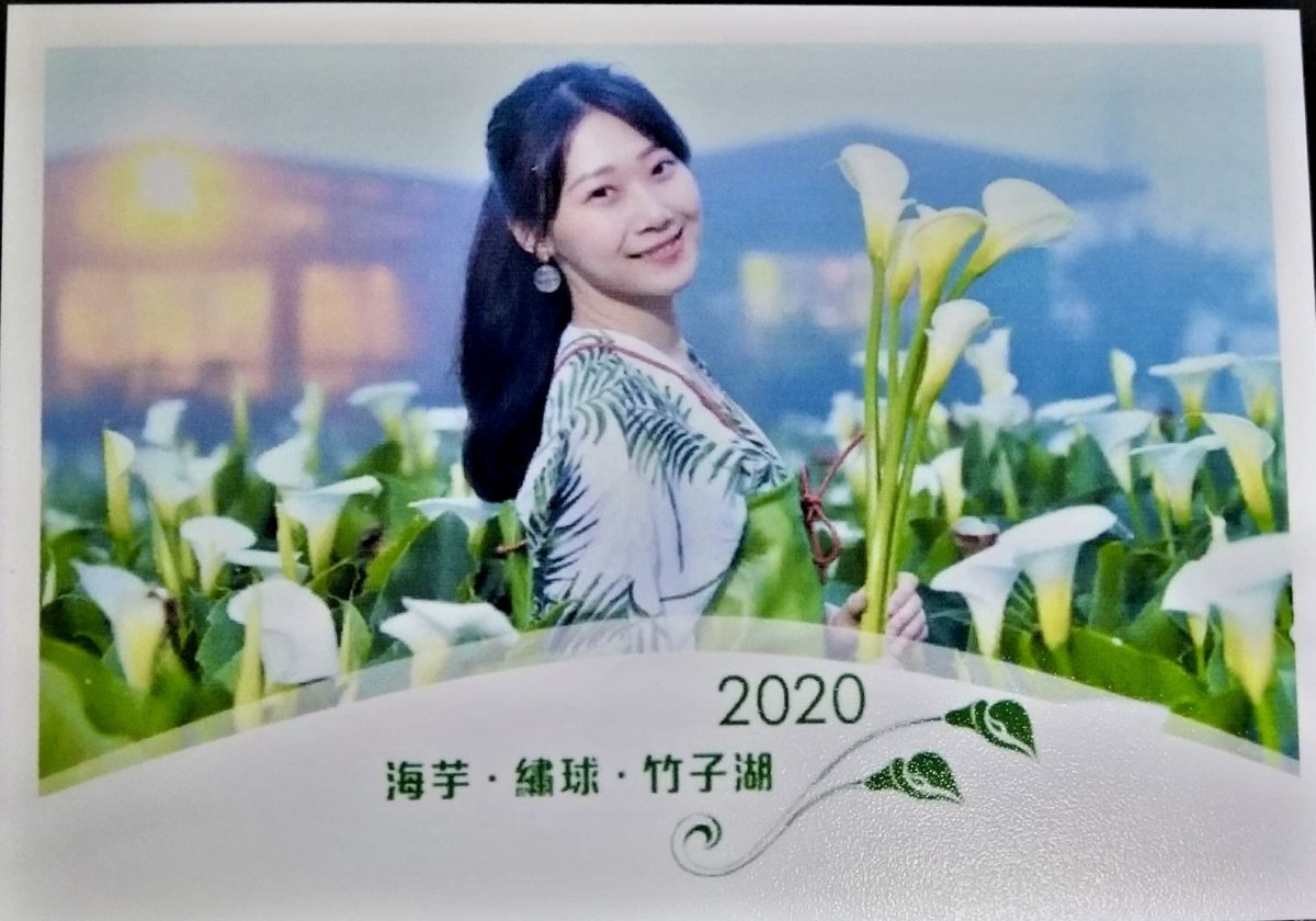 竹子湖海芋花海綻放  邀民眾上山當網美
