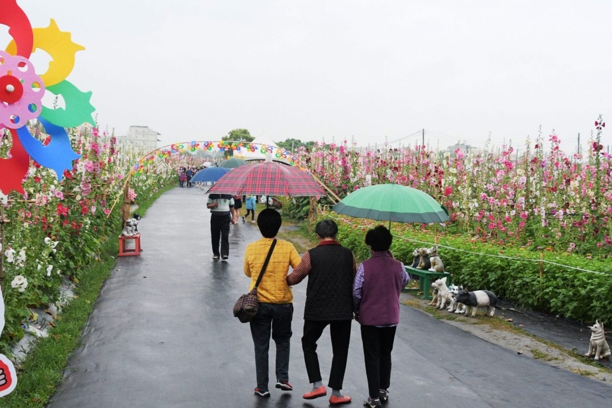 拍照好去處！ 2020愛在員林蜀葵花季   花中巨人美不勝收