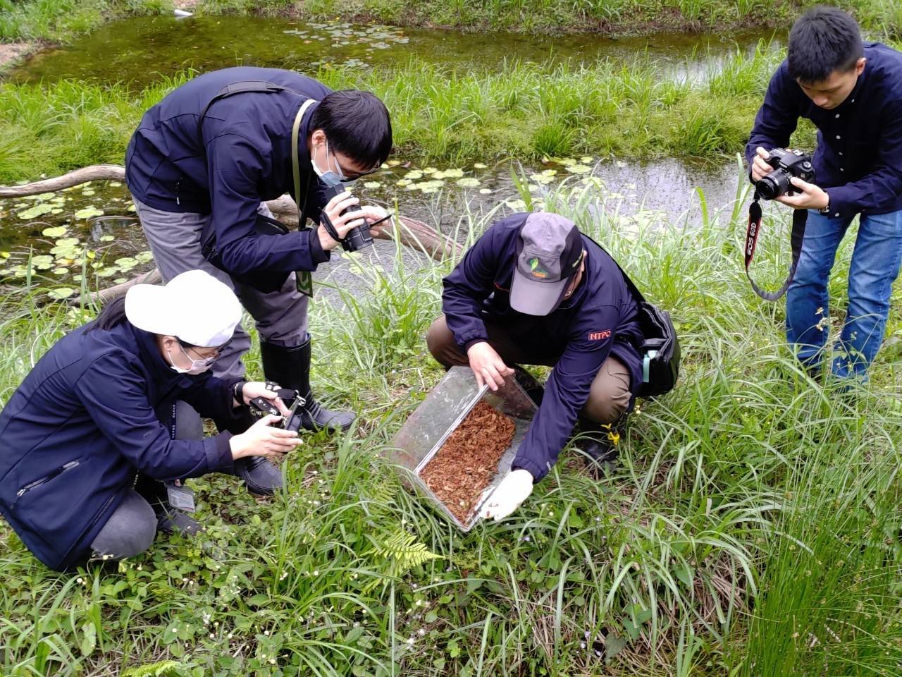 野放成功   雙北合作開啟雷公蛙復育新里程碑