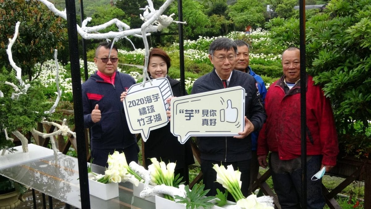防疫也有好心情   跟著柯P來場白色海芋之旅