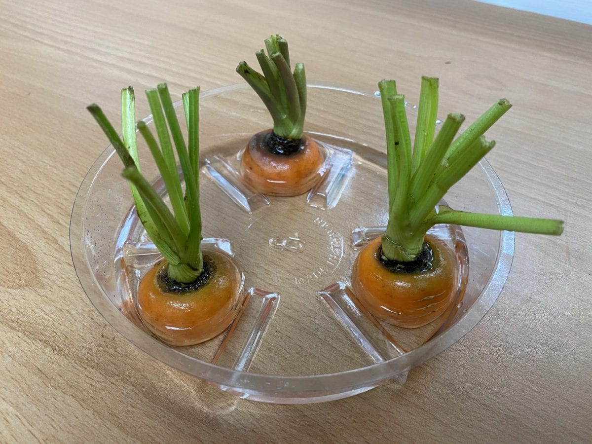生廚餘變身新鮮蔬菜   新北可食地景在我家