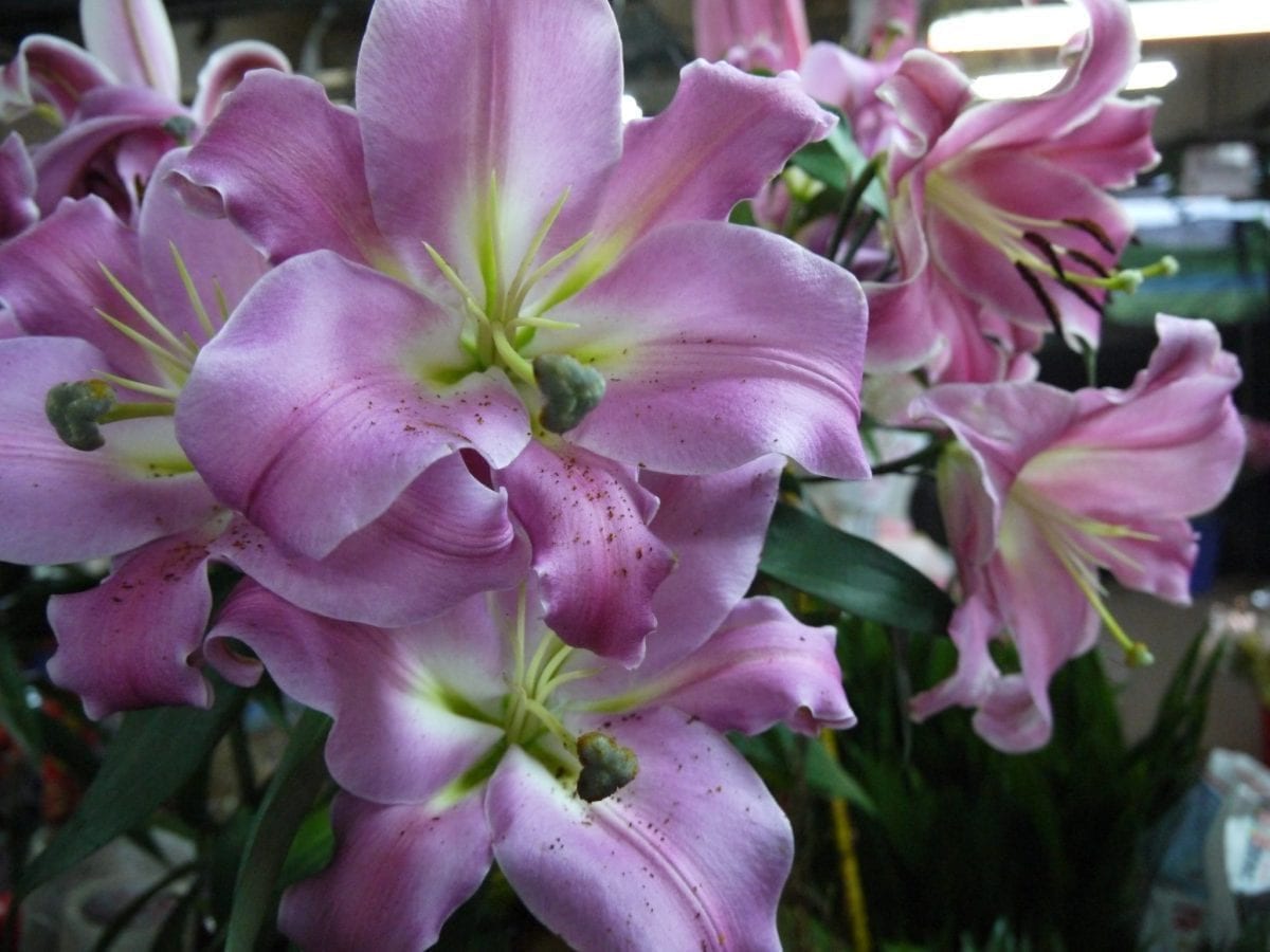 清明節祭祖  一束鮮花遞思念