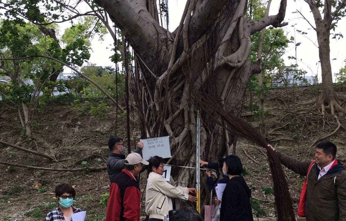 樹木保護委會積極審議   新北市增列2株珍貴樹木