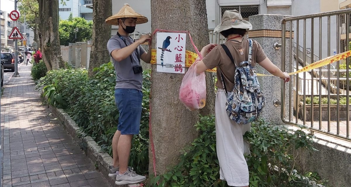 藍鵲媽媽有母愛   民眾預防臺灣藍鵲「空襲」行為