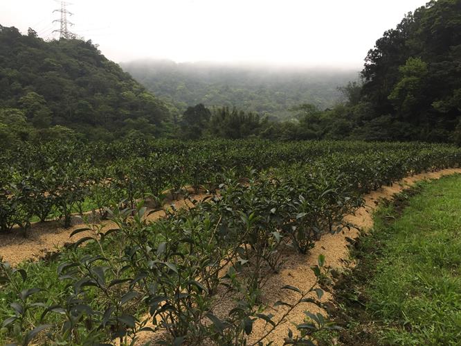 以環境數據打造有機茶園   科技青農為農村注入生命力