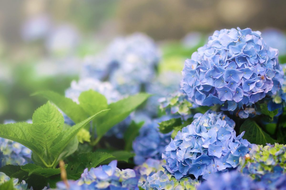 竹子湖海芋季5月底截止  繡球花接力起跑   綻放繽紛色彩
