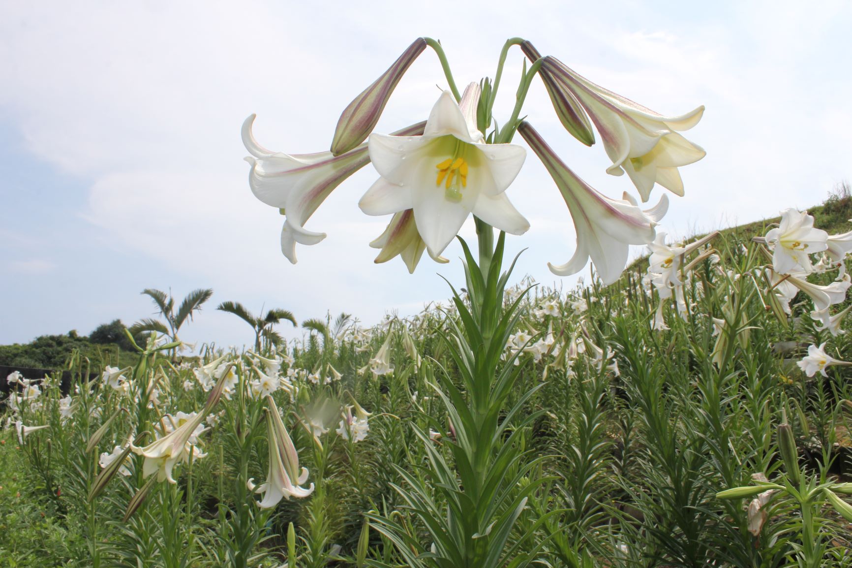 復育臺灣百合之美成功  青春山海線花海一片