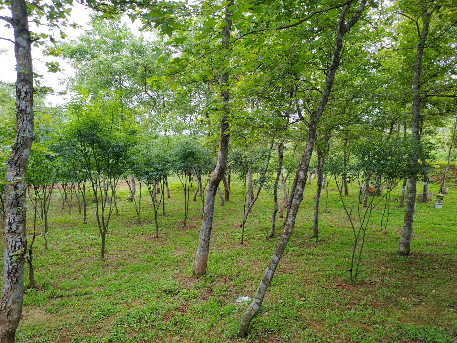 響應世界防治荒漠化和乾旱日   7/1開放苗木申請