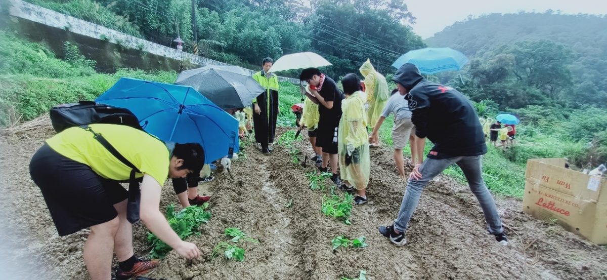 「種地瓜送愛心」十年不間斷   深坑農會捐所得助弱勢生
