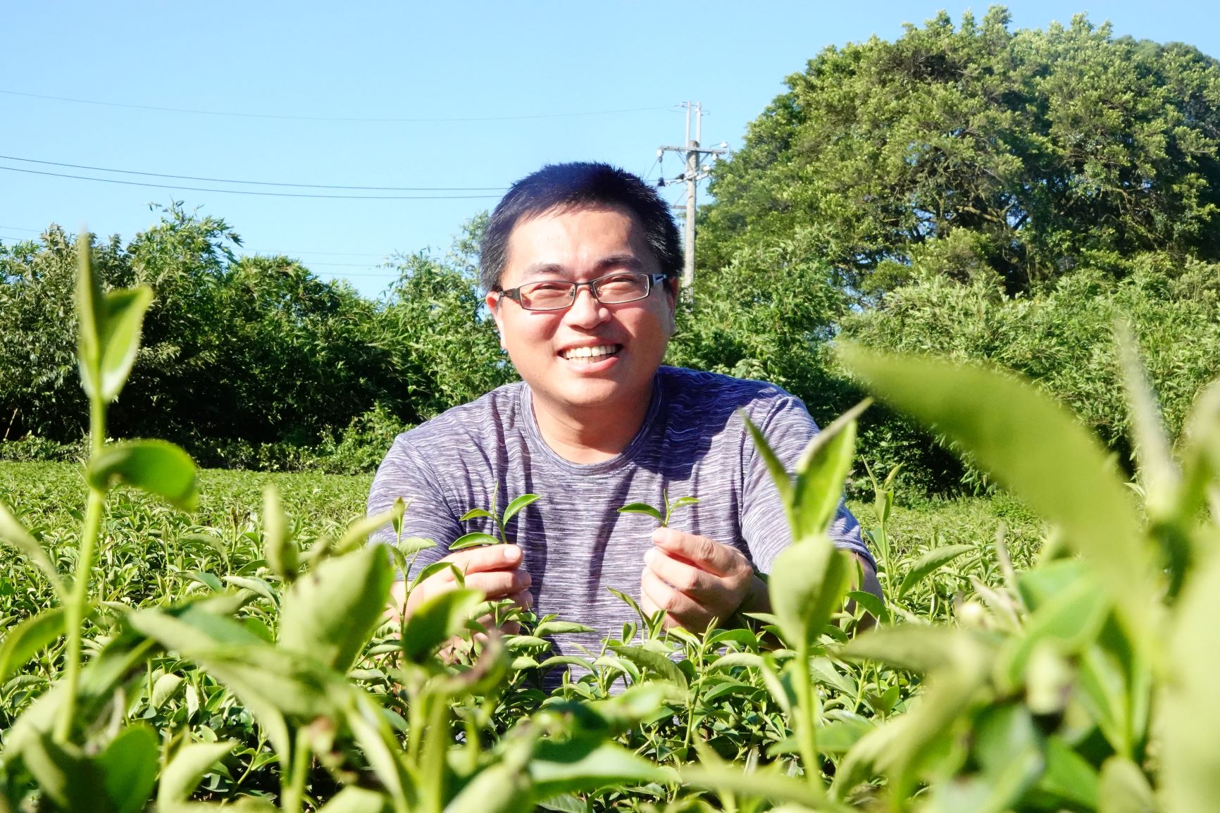 端午肉粽配有機茶絕配   冠軍茶青教你品茶香
