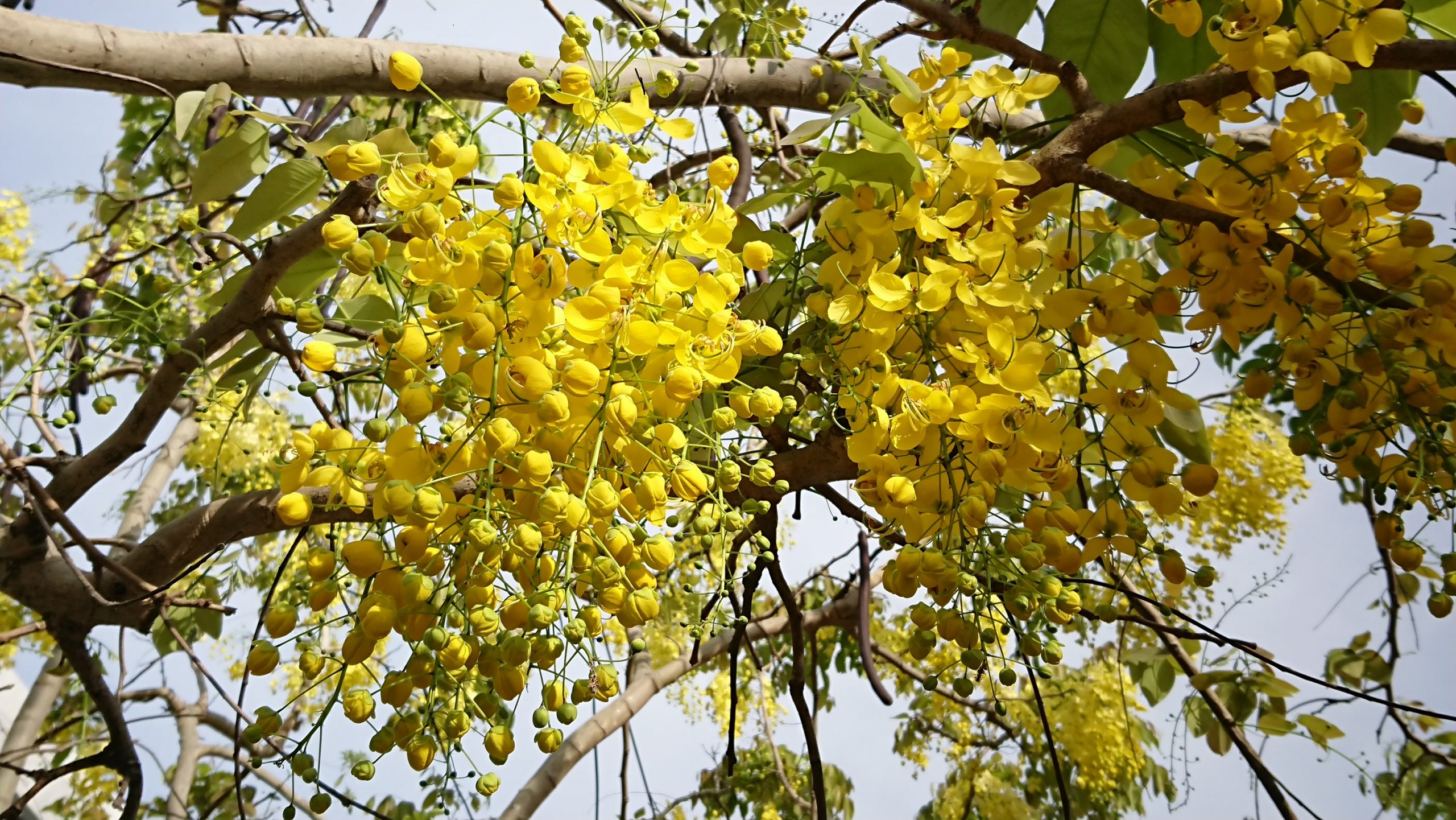 欣賞醉人黃金雨  與街頭植物來場金色之戀