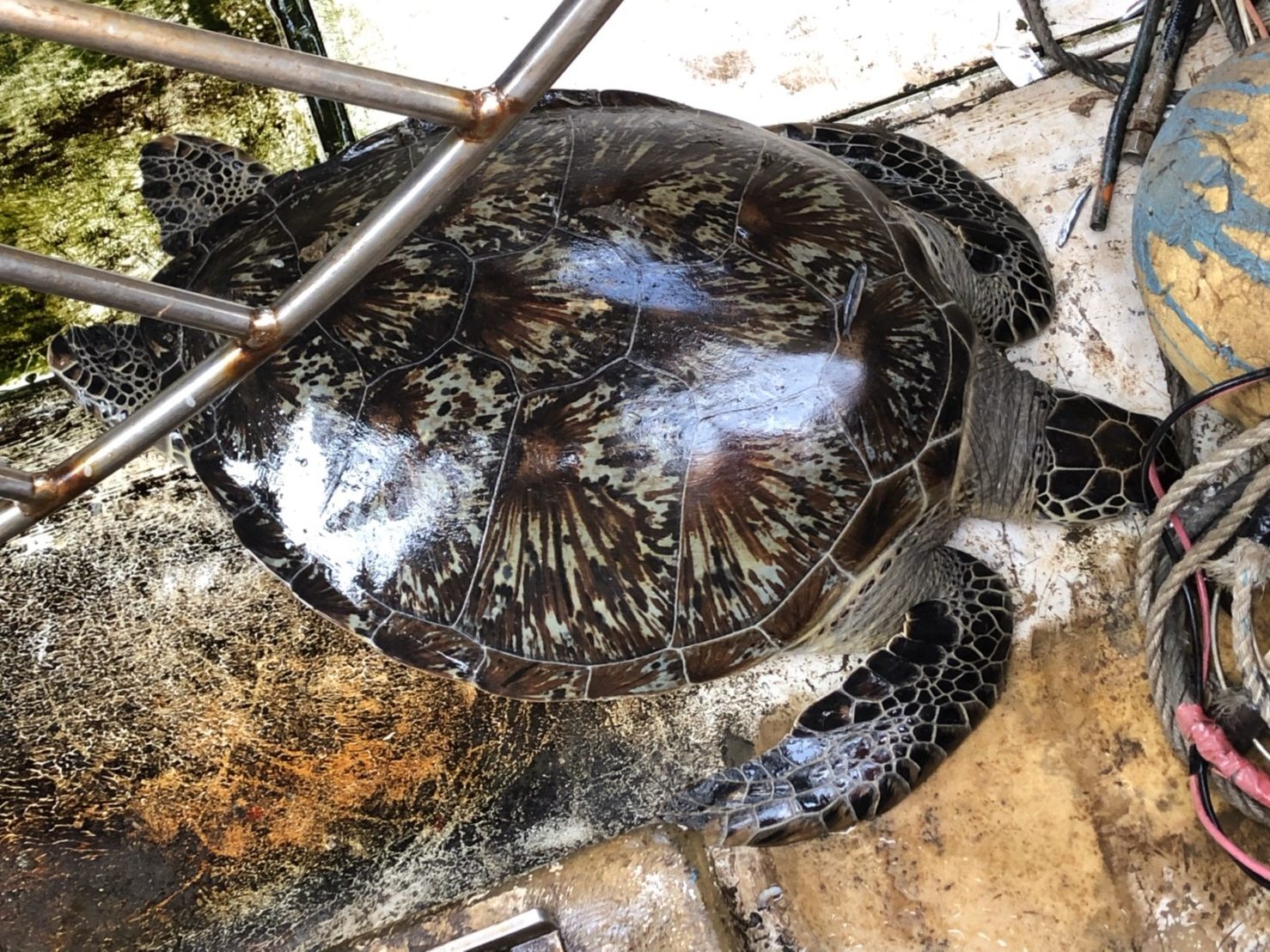 澎湖漁船捕獲保育綠蠵龜   安置收容工作站擇期野放