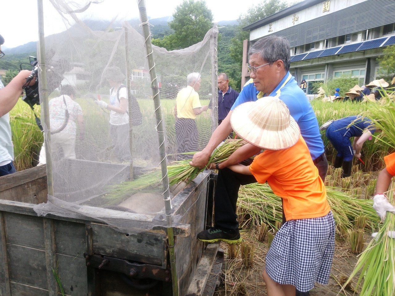秋收割稻   推廣米食文化  金山學童食農體驗