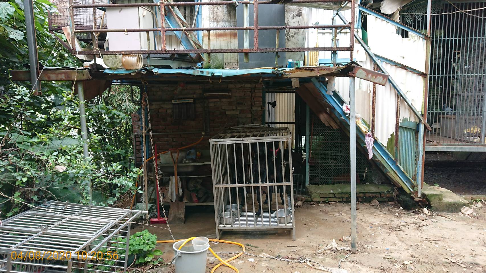 重視毛孩居住權益  臺北市訂犬貓「飼養設施規定」