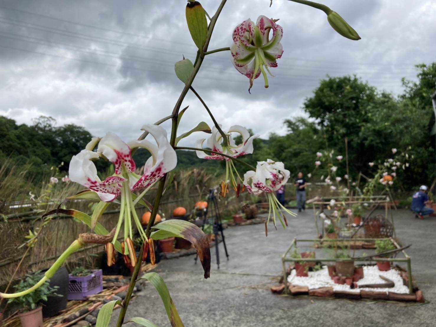 台灣特有物種「花現豔百王」 平溪社區復育有成