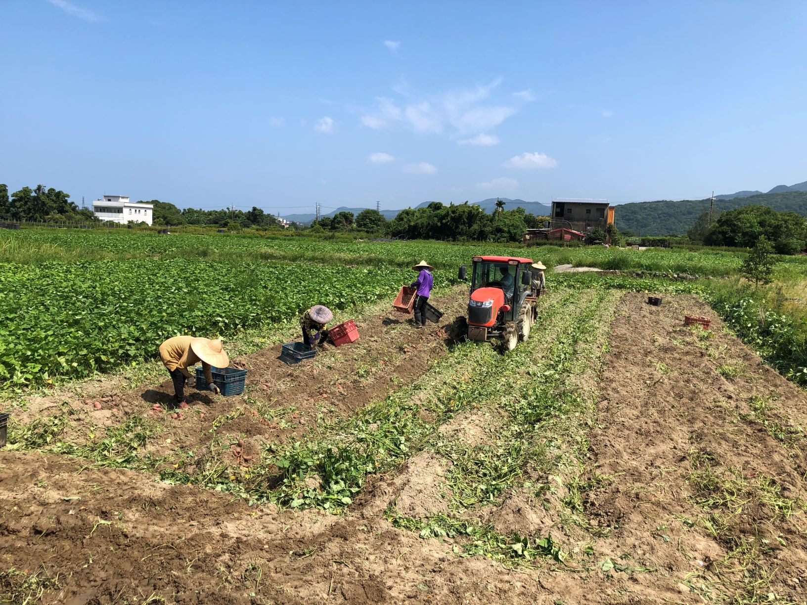 甘藷營養價值高  百大青農傳授挑選烹煮訣竅