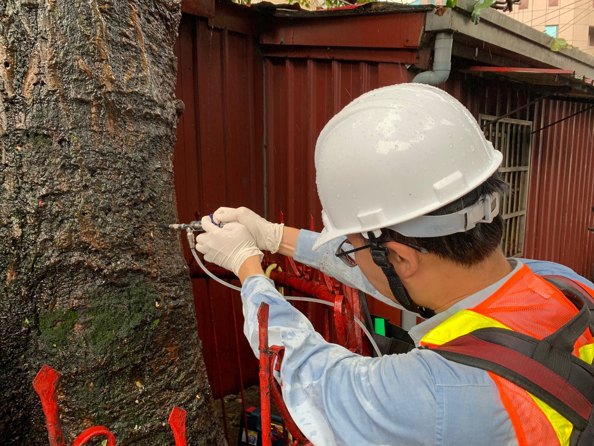 樹木健康管理學問大  新北市府為都市樹木健康把關