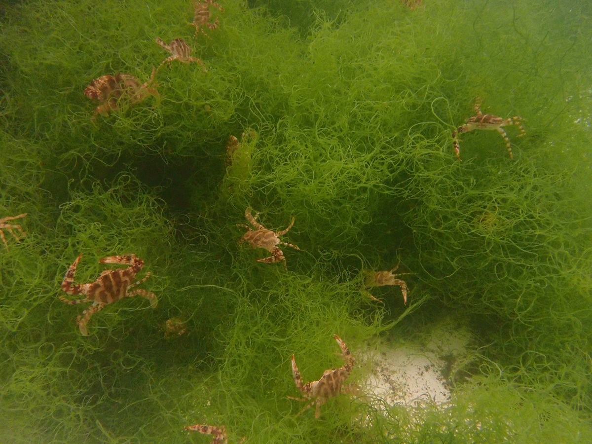 臺留法科學家開發新餌料生物  復育花蟹幼苗添助力