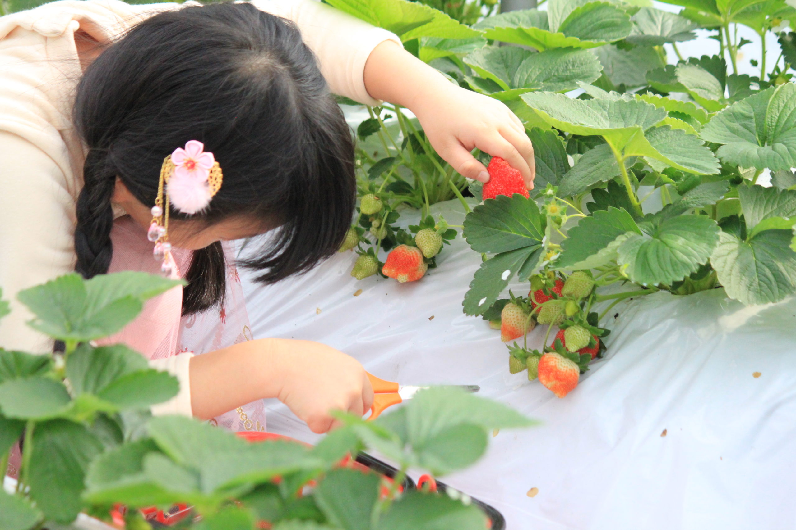 採草莓小撇步  內湖草莓小公主小王子示範報你知