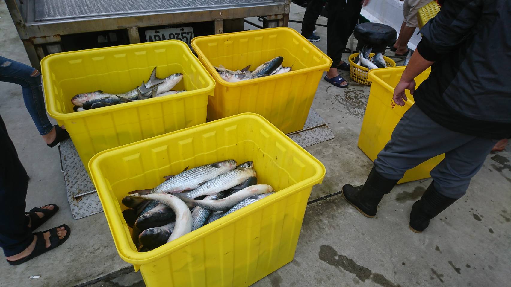 捕撈烏魚新措施  新北推動刺網實名制
