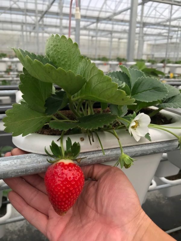 億光研發草莓專用轉色燈 香水草莓顏色轉紅比率增加30%！