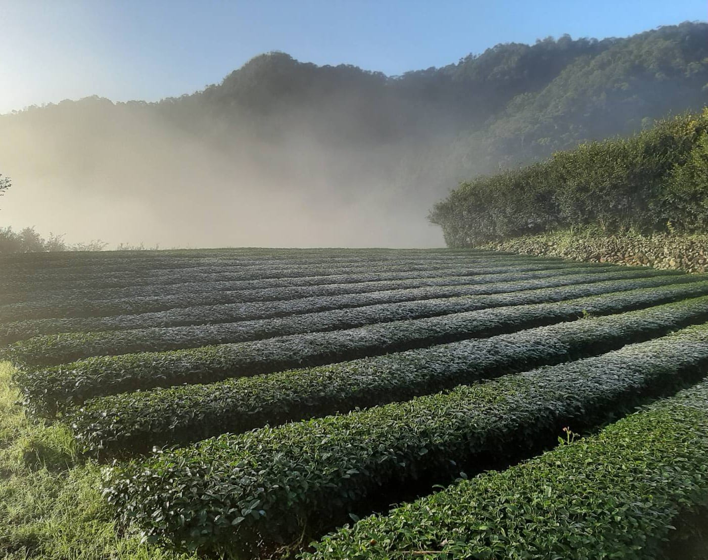 寒流來襲  坪林茶園結霜彷如仙境  可望再創雪包種盛況