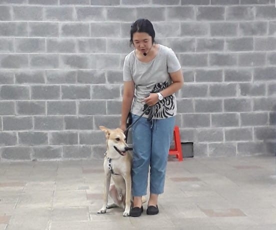 臺北市貓犬學校開課  限量5門免費課程快報名