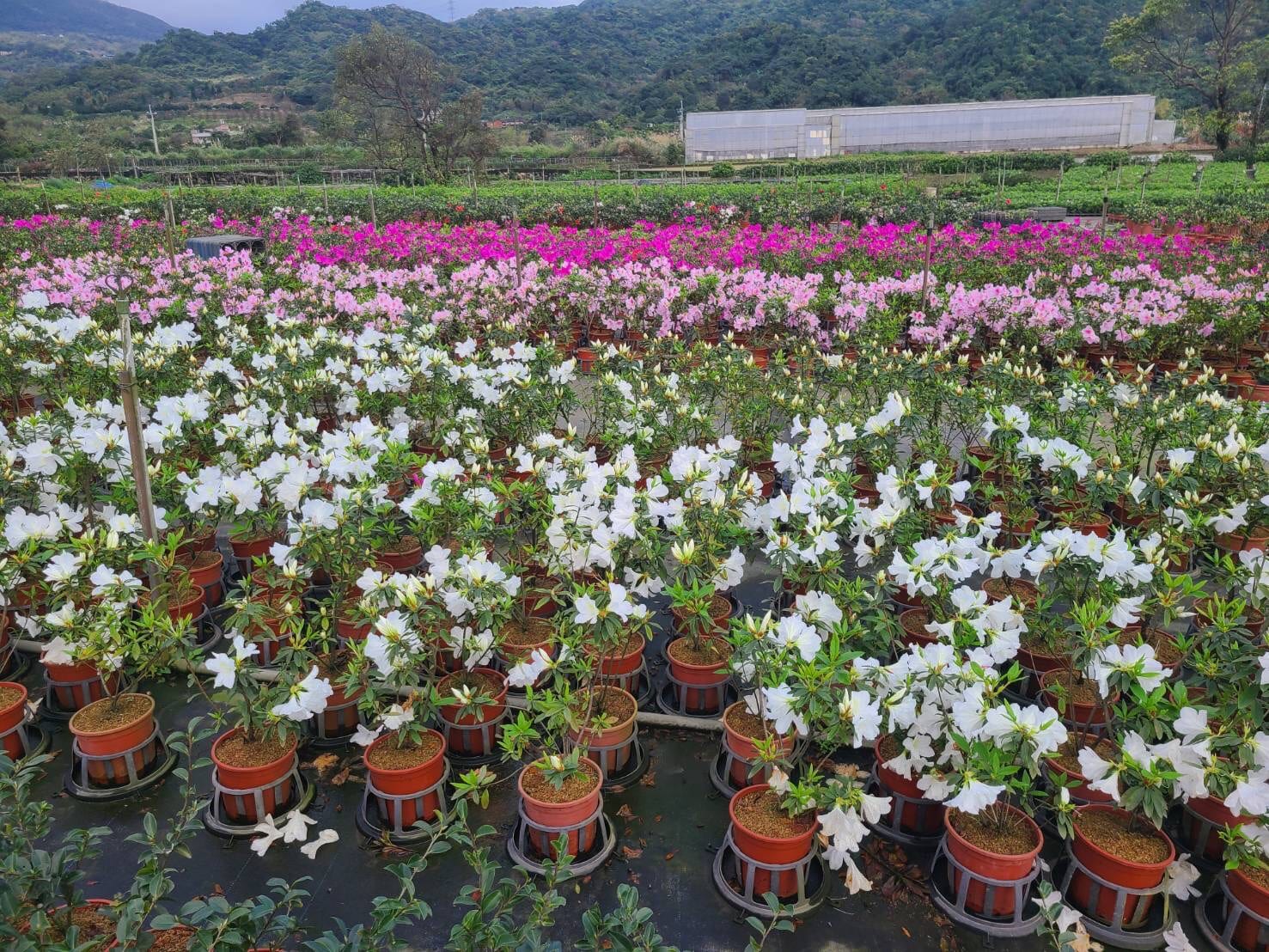 春暖三月愛情降臨  杜鵑花「現」萬金
