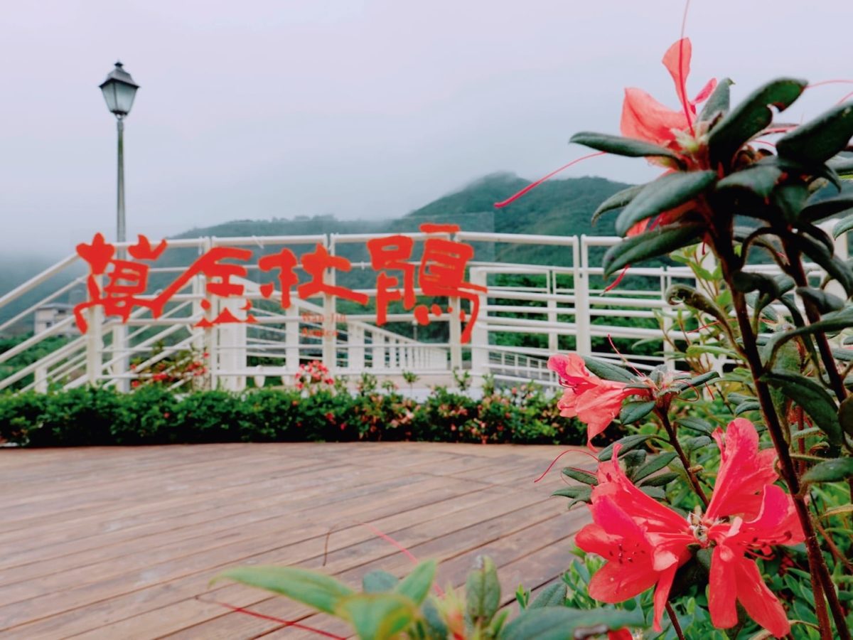 杜鵑嘉年華愈夜愈美麗   全臺首次夜賞萬金杜鵑