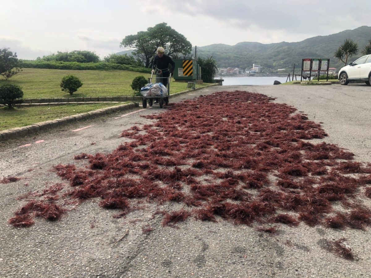 海男海女總動員  東北角特產石花菜產季到