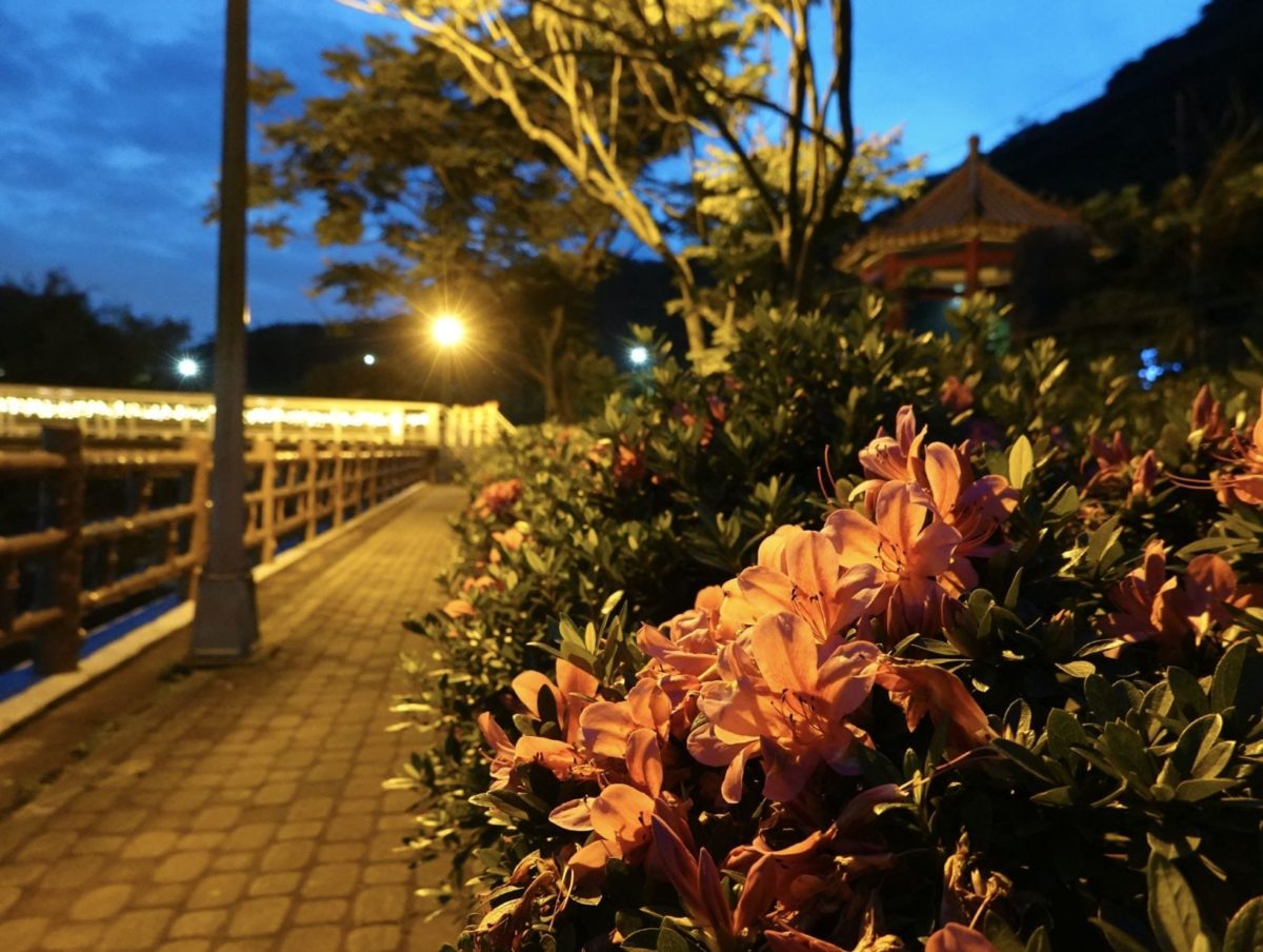 萬里瑪鋉溪畔杜鵑花開  打造臺版屋久島小田汲川